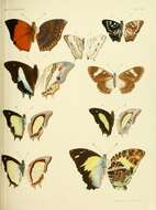 Image of Charaxes bernardus Fabricius 1793