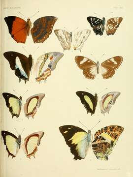 Imagem de Charaxes bernardus Fabricius 1793