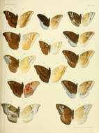 Image of Euthalia monina Fabricius 1787