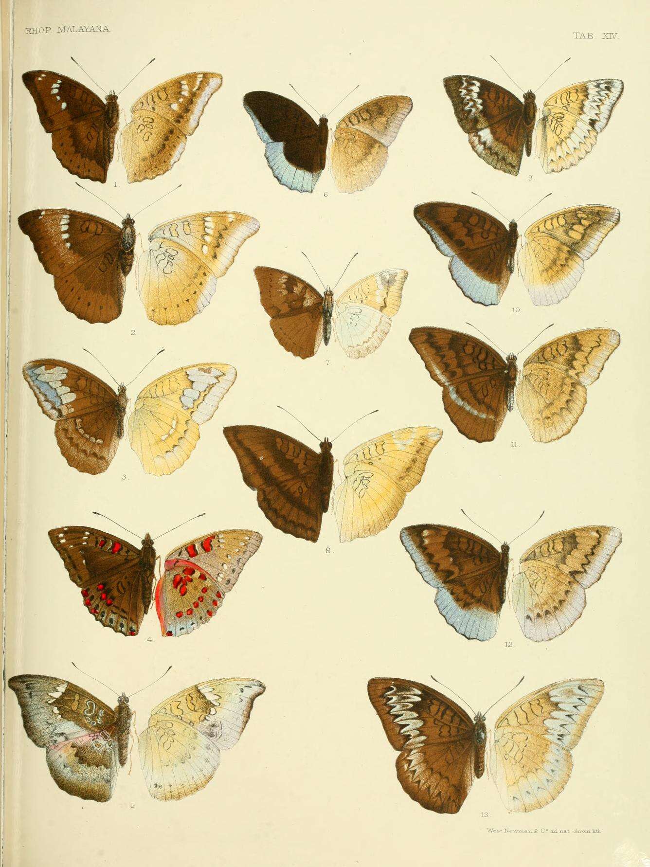 Image of Euthalia monina Fabricius 1787