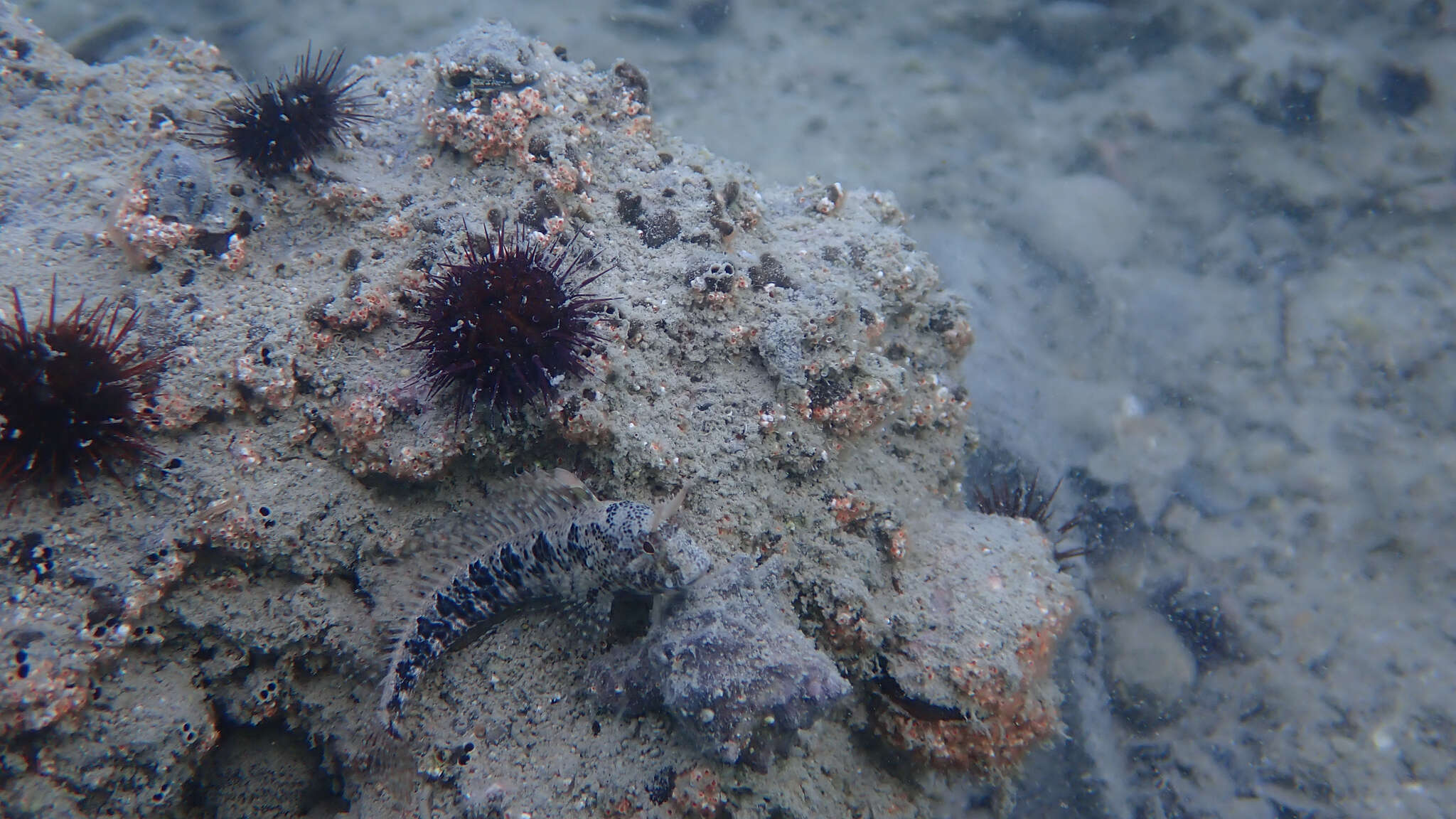 Image of Tentacled Blenny