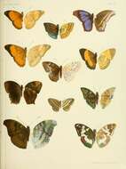 صورة Euthalia adonia Cramer 1782