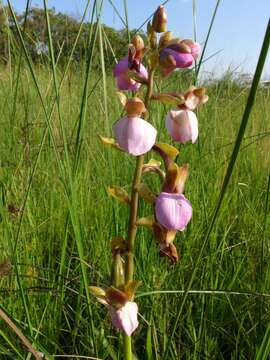 Image of Eulophia latilabris Summerh.