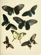 Image of Atrophaneura nox (Swainson 1822)