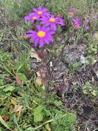 Image of Senecio arenarius Thunb.