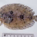 Image of Feather-fin flounder