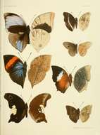 صورة Euthalia alpheda Godart 1823