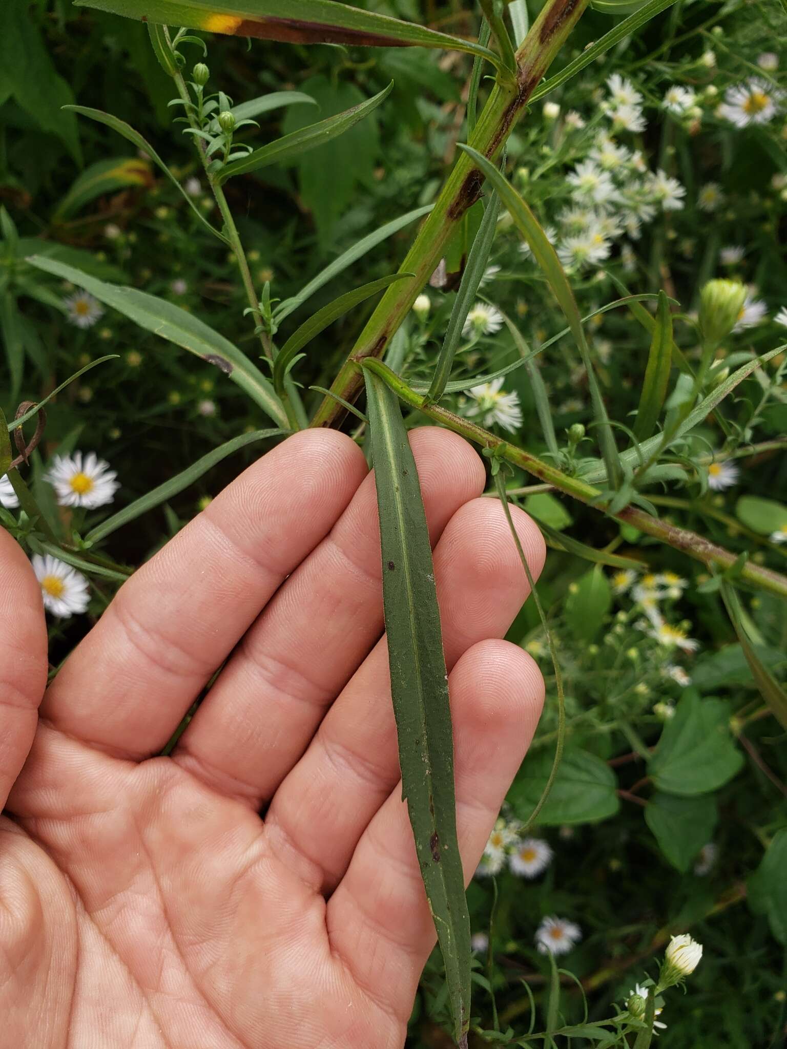 Image of Symphyotrichum lanceolatum var. interior (Wieg.) G. L. Nesom