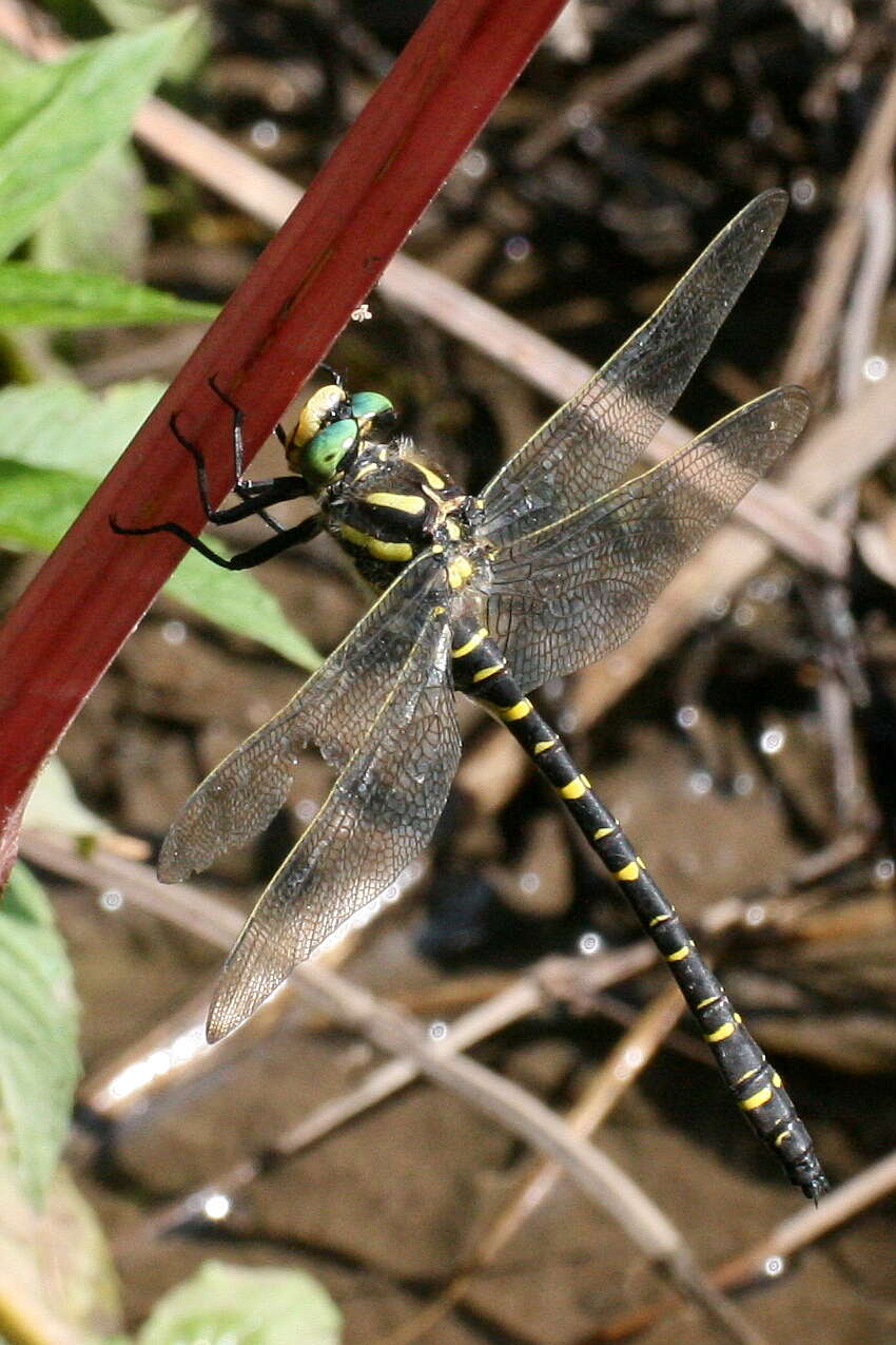 Image of golden-ringed dragonfly