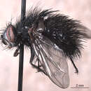 Image of Bombyliomyia soror (Williston 1886)