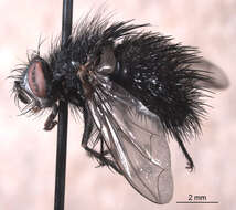 Image of Bombyliomyia soror (Williston 1886)