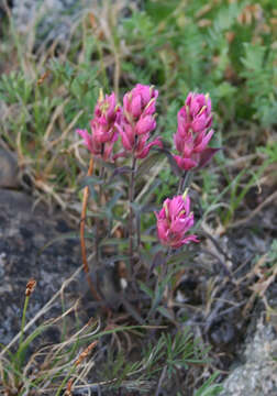 Image of Castilleja arctica Krylov & Sergievsk.