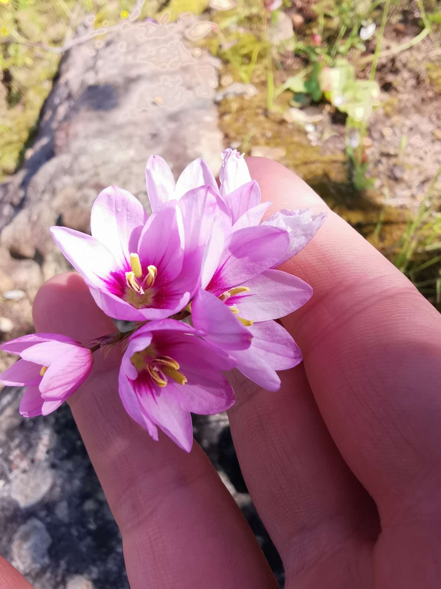 Image of Ixia flexuosa L.