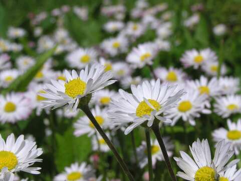 Image of Daisy