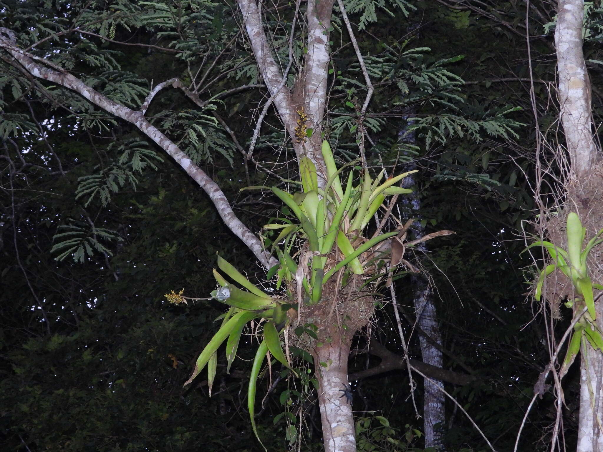 Слика од Aechmea angustifolia Poepp. & Endl.