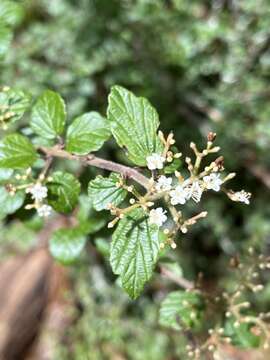 Image de Viburnum parvifolium Hayata