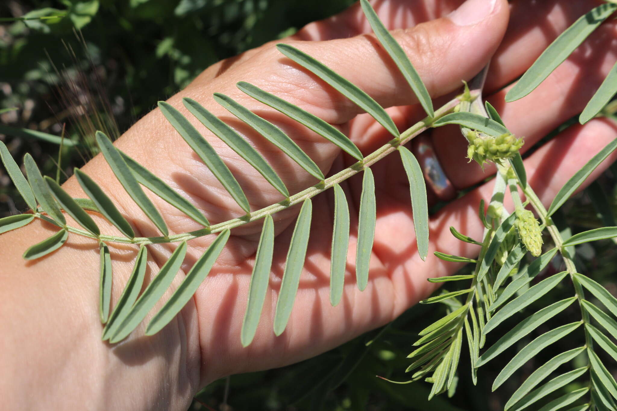 Imagem de Astragalus racemosus Pursh