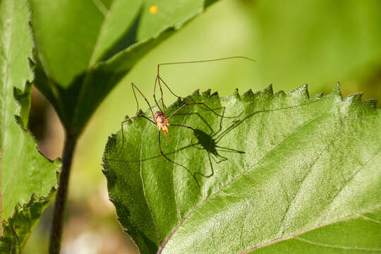 Image of Daddy longleg