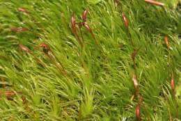 Image of Broom Moss