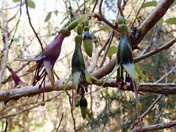 Image of Fuchsia colensoi Hook. fil.