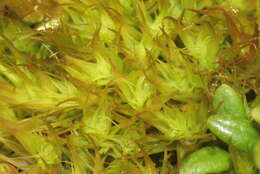 Image of Broom Moss