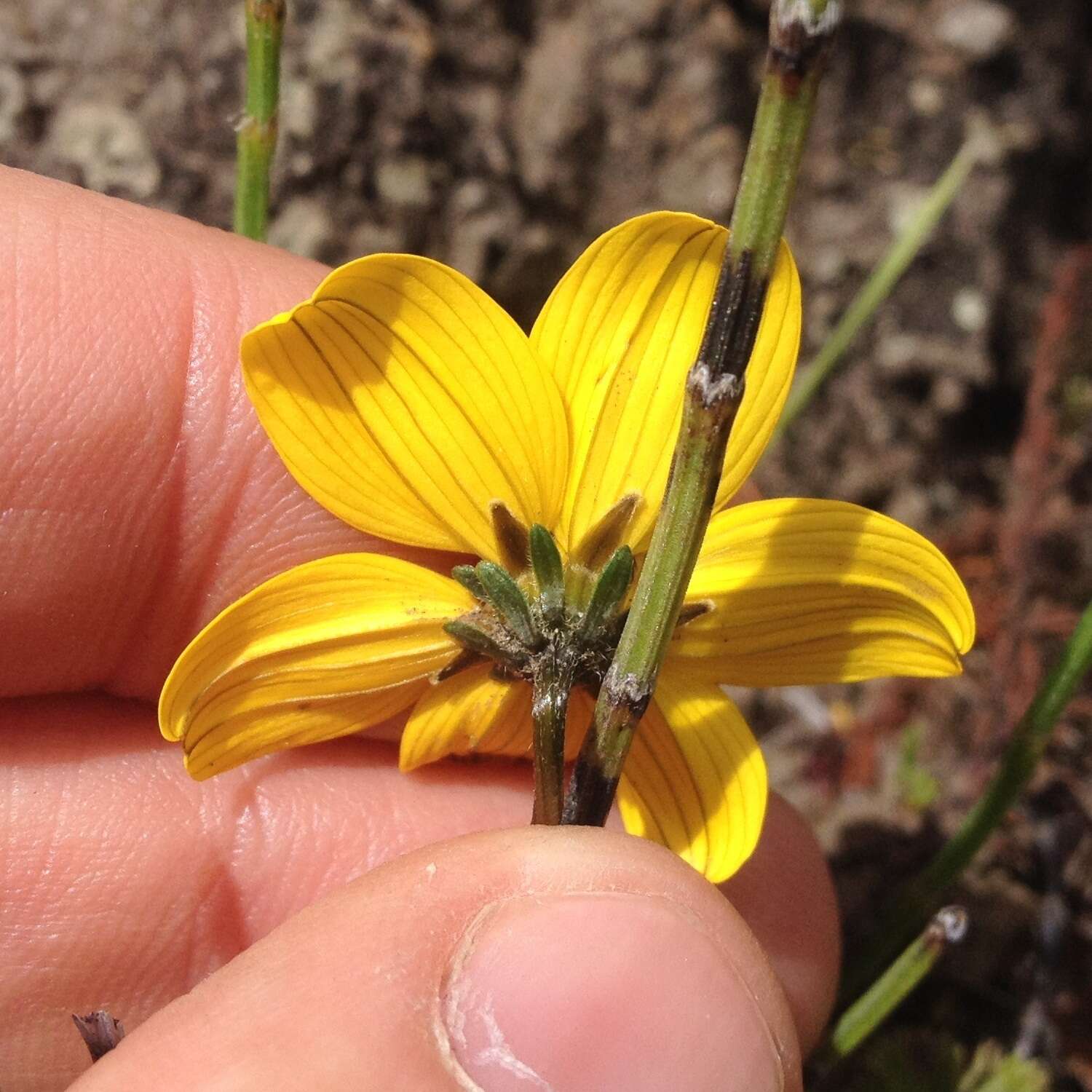 Imagem de Bidens andicola Kunth