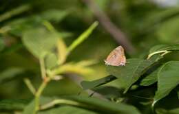 Image de <i>Arhopala bazalus turbata</i>