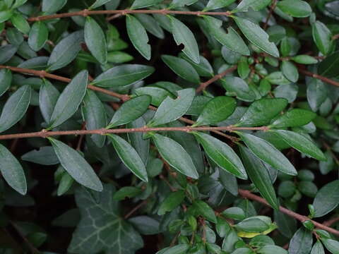 Image of Lonicera ligustrina Wall.