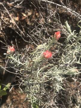 Image of whitefelt Indian paintbrush