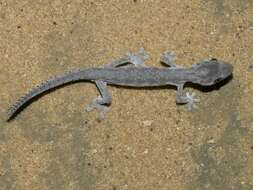 Image of Strophurus spinigerus (Gray 1842)