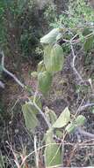 Imagem de Passiflora bogotensis Benth.