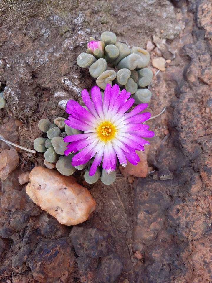 Image of Frithia pulchra N. E. Br.