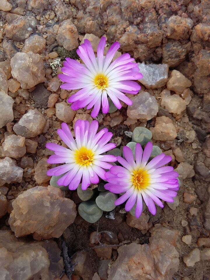 Image of Frithia pulchra N. E. Br.