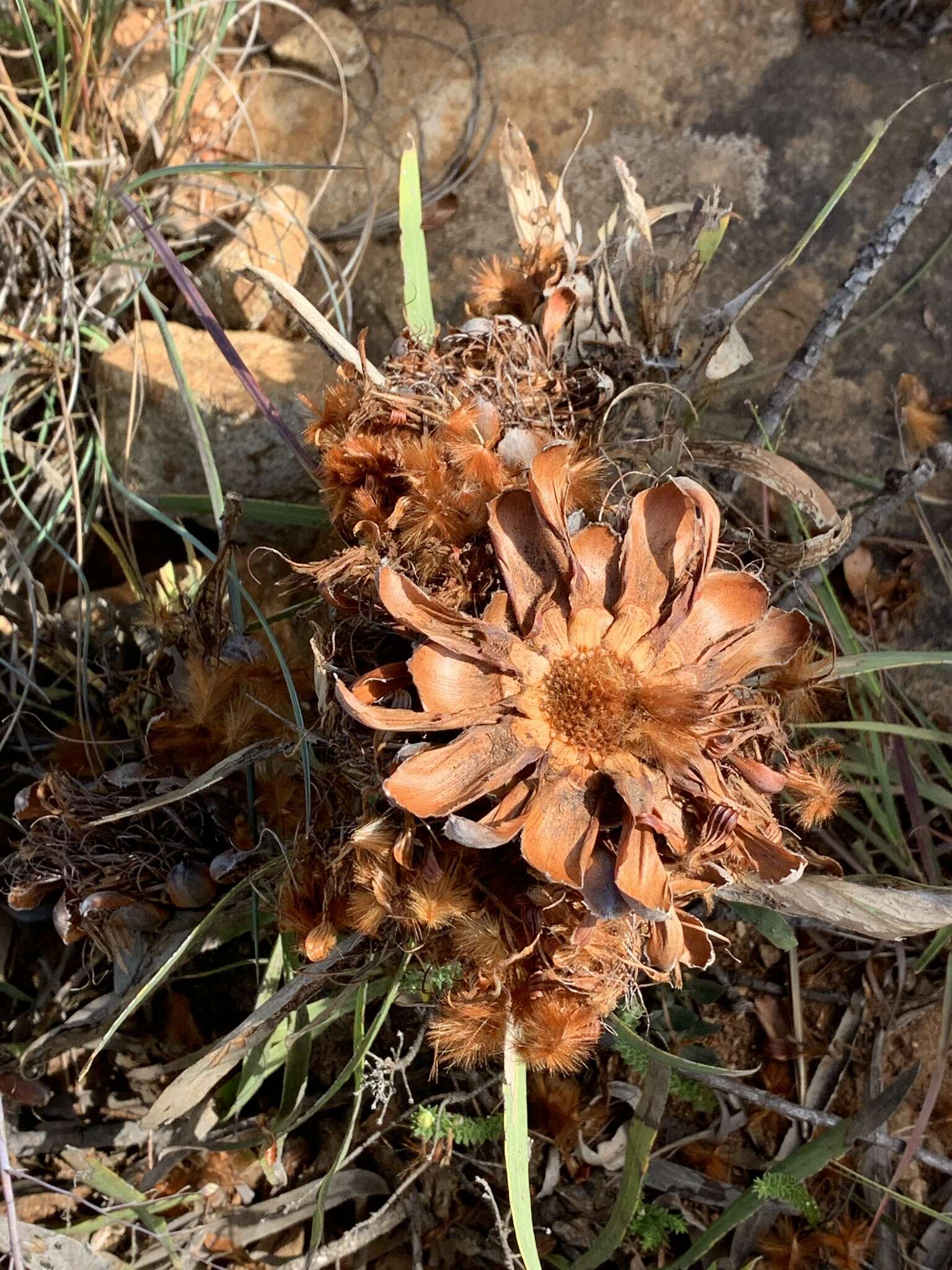 Image of Protea parvula Beard