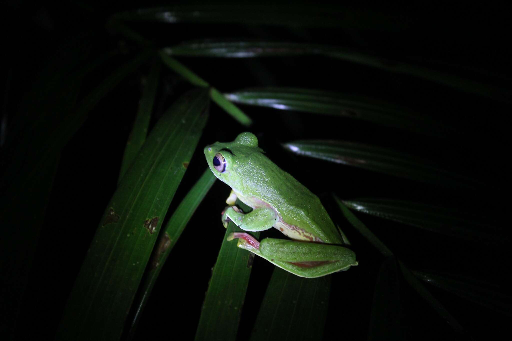 Image of Malabar Gliding Frog