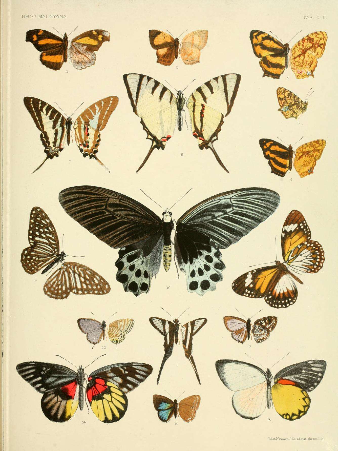 Sivun Atrophaneura sycorax (Grose-Smith 1885) kuva