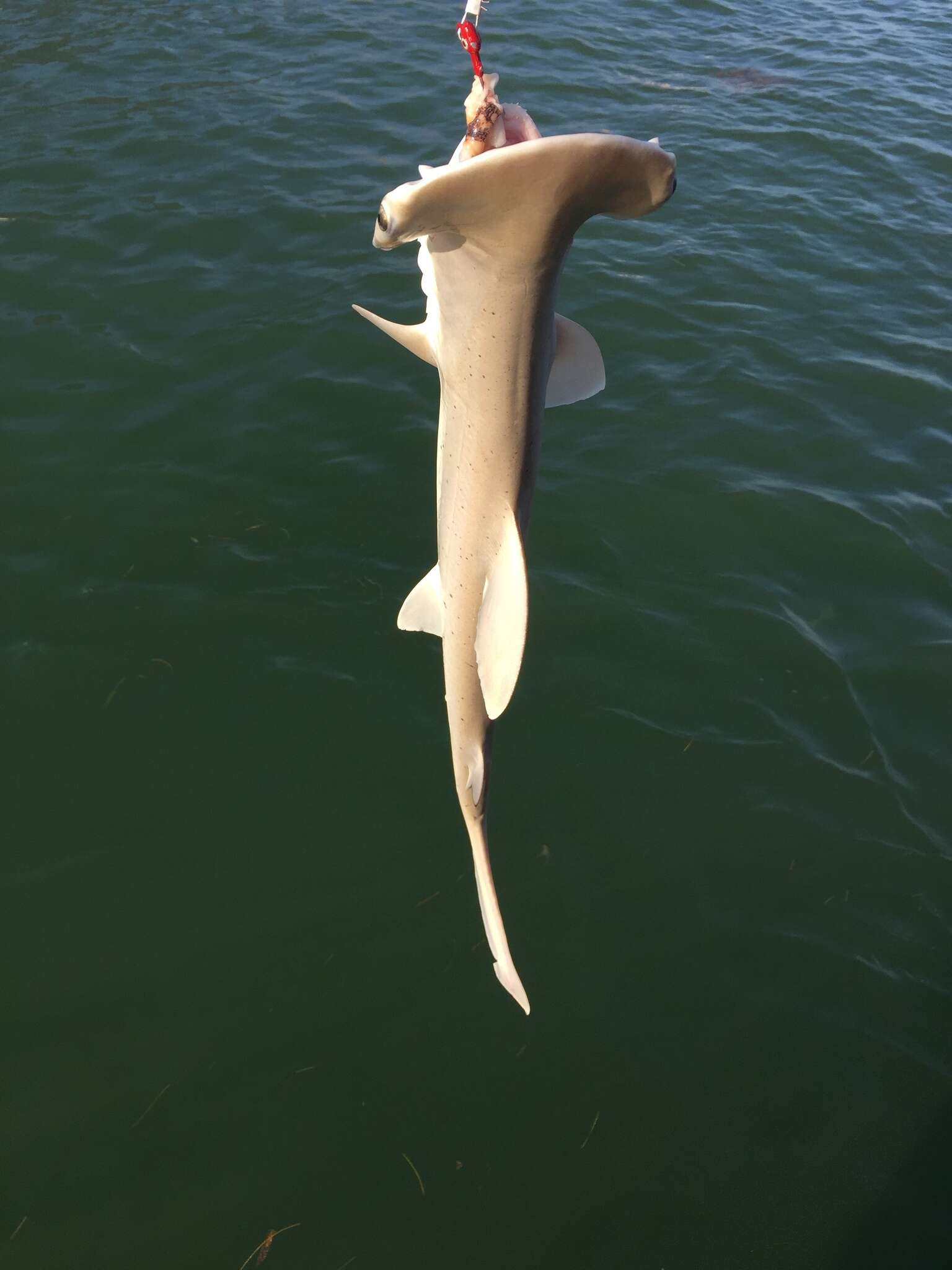 Image of Bonnethead Shark