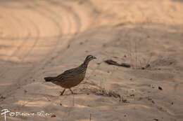 Image of Crested Francolin