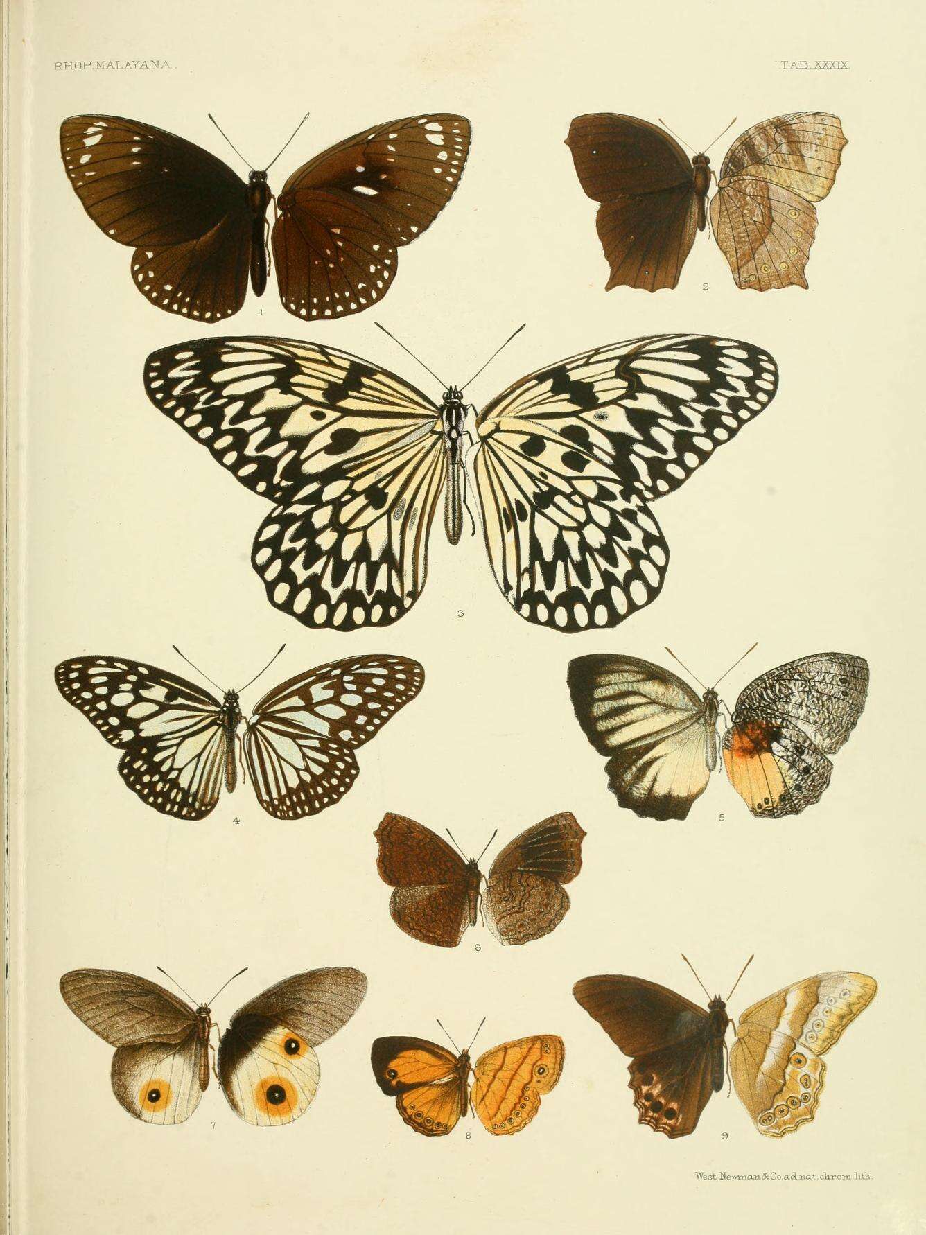 Image of Ideopsis juventa Cramer 1777