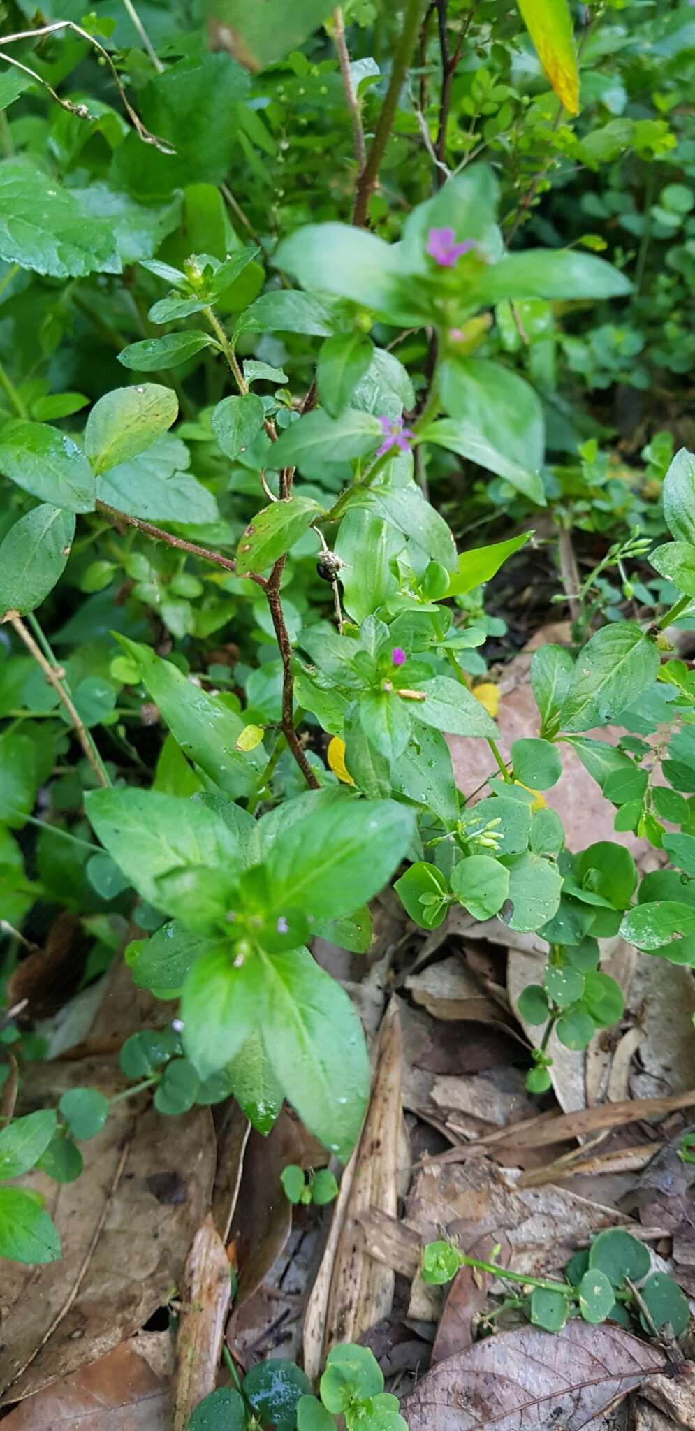 Image of Colombian Waxweed