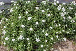 Image of Pearly Everlasting