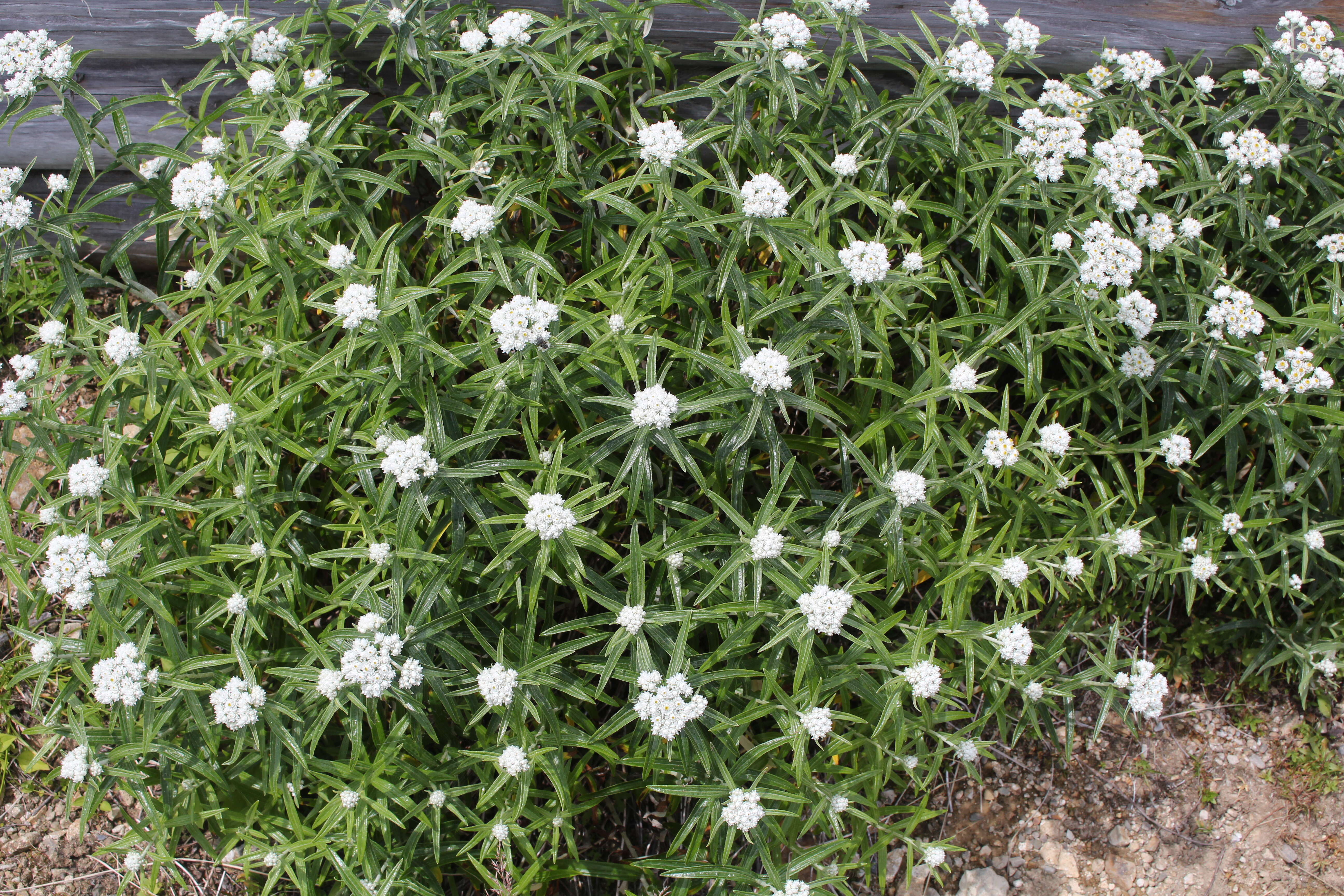 Imagem de Anaphalis margaritacea (L.) Benth.