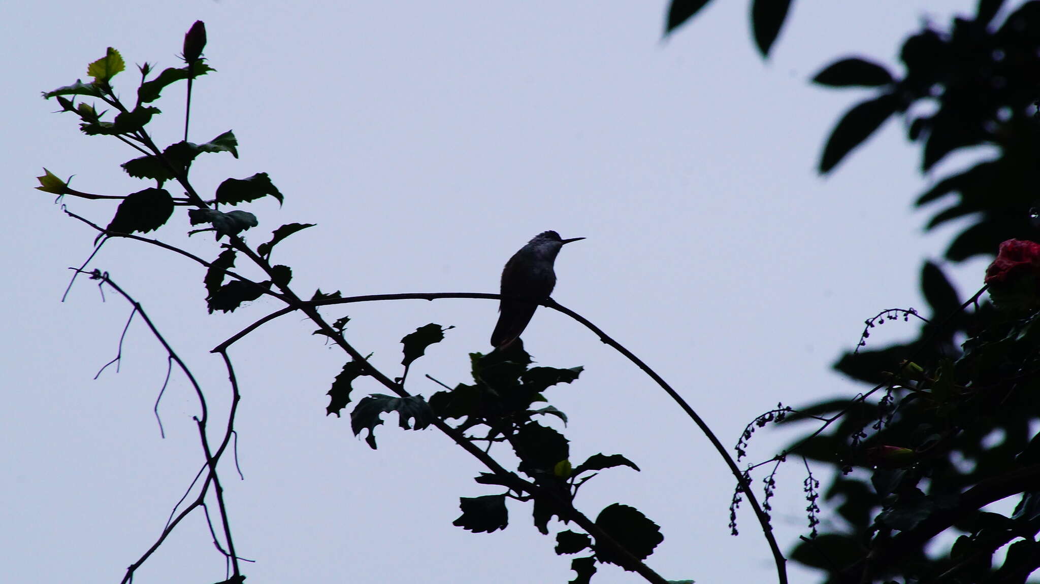 Image of White-bellied Emerald