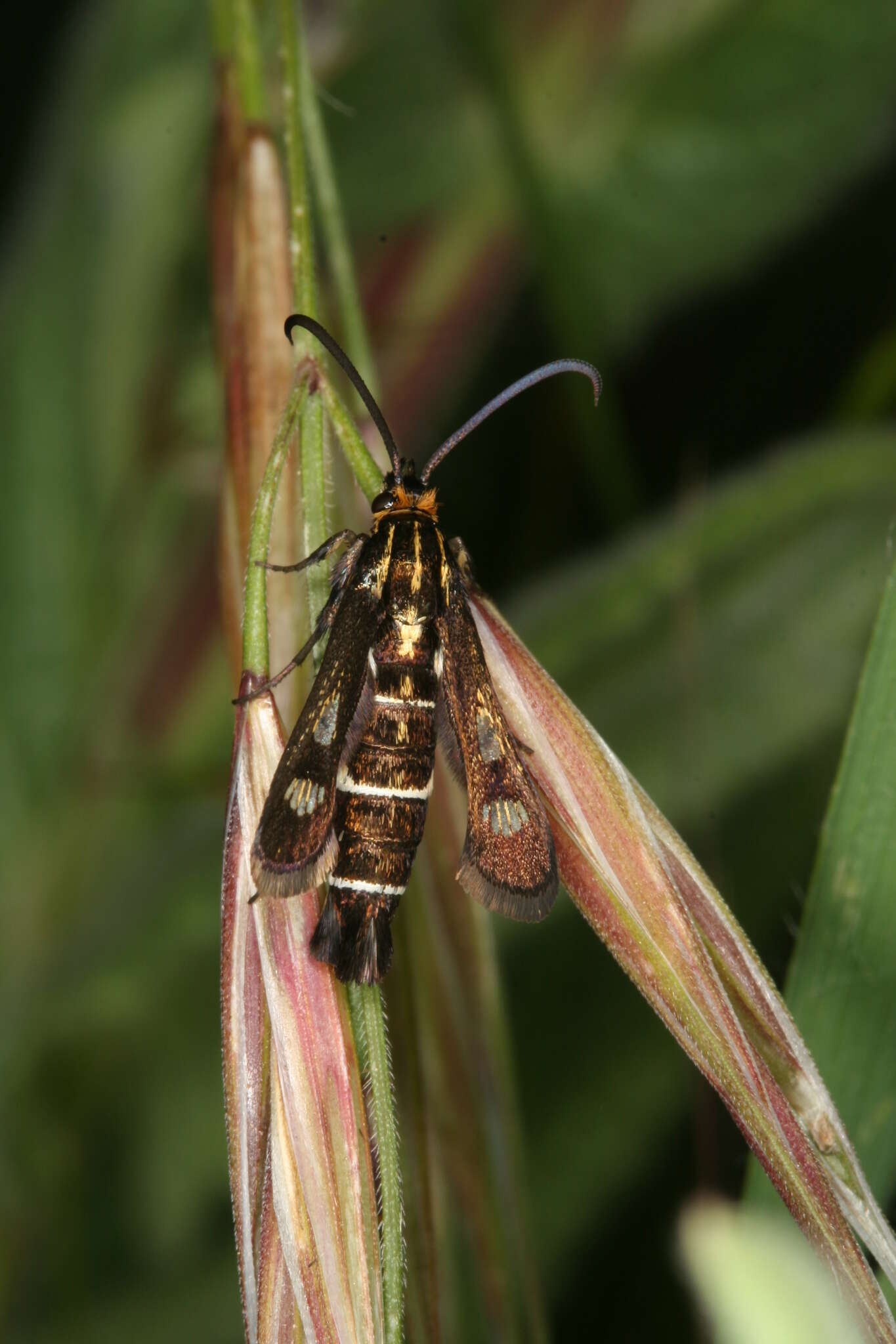 Image of Chamaesphecia maurusia Püngeler 1912