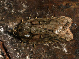 Image of Acleris abietana Hübner 1823