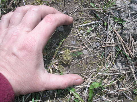 Image of western toad