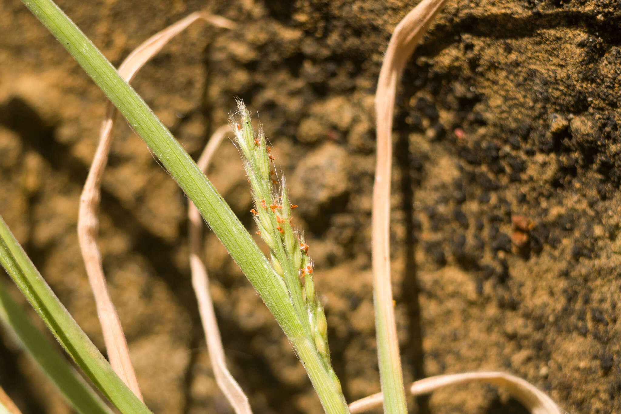 Panicum fauriei Hitchc. resmi