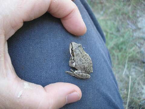 Image of Northern Pacific Treefrog