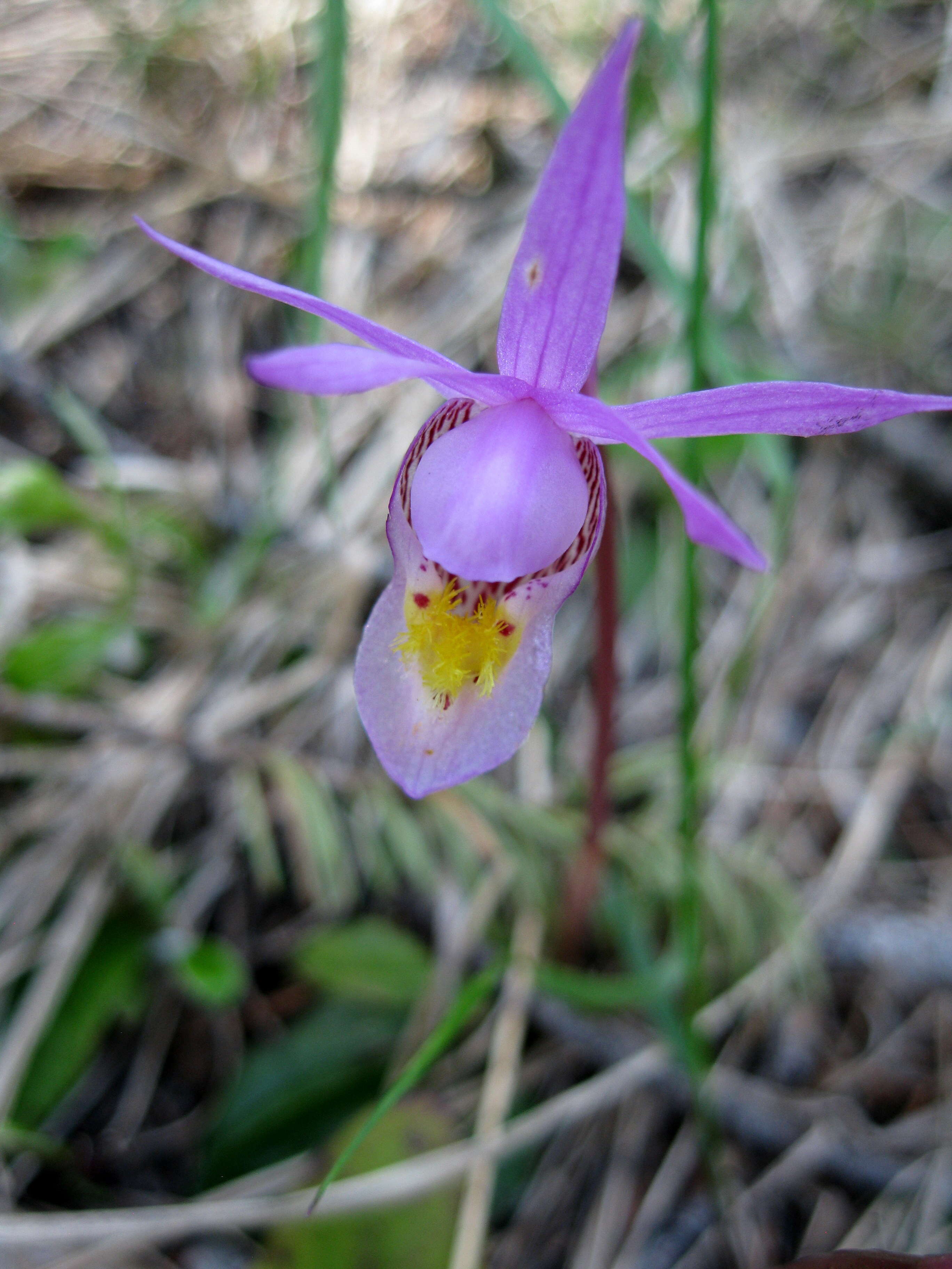 Image of calypso orchid