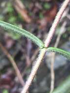 Imagem de Phlox pilosa subsp. pilosa